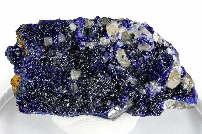 Cerussite Crystals on Sparkling Azurite - Congo #348522
